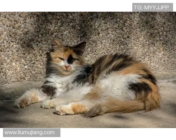 托普奥斯与阿尔梅勒城激战在即谁将赢得这场精彩对决